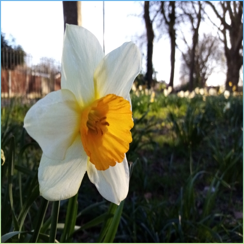Narcissus