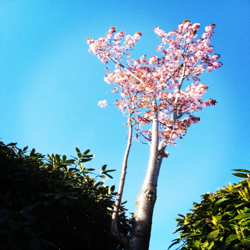 Pink Flowering Tree