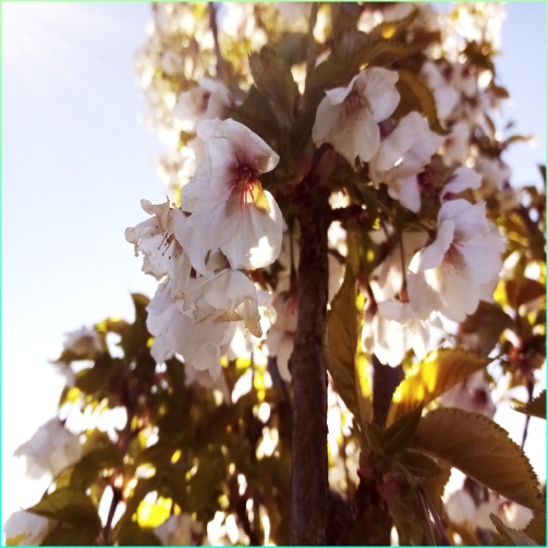 White flowers