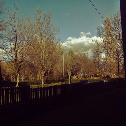 Sky and Trees
